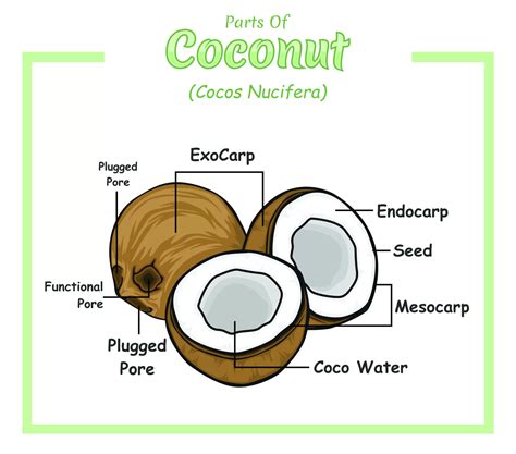 Coconut Vinegar Uses, Benefits & Coconut Dressing Recipe