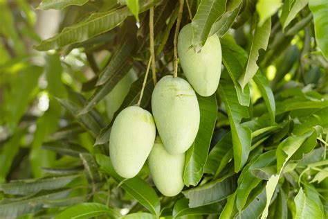 Mango Fruit Tree 的图像结果