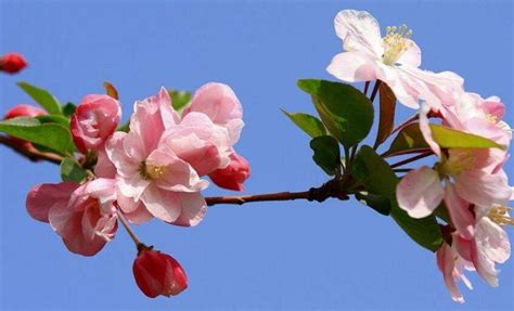 海棠花的花语是什么？海棠花的寓意和象征-种植技术-中国花木网
