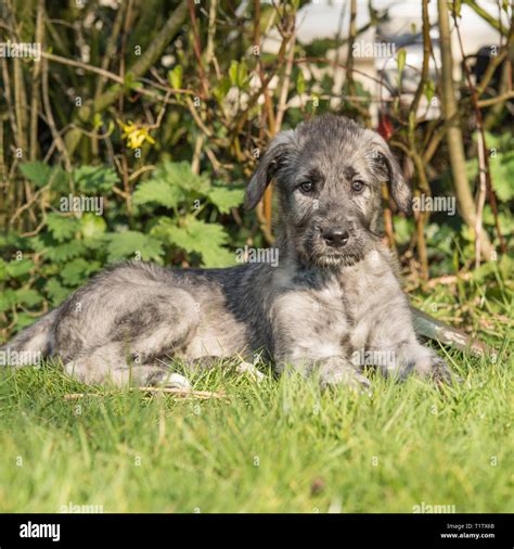 Irish Wolfhound Puppies