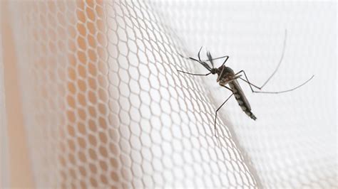 Malaria treatment crisis in Africa: New study finds resistance to key ...