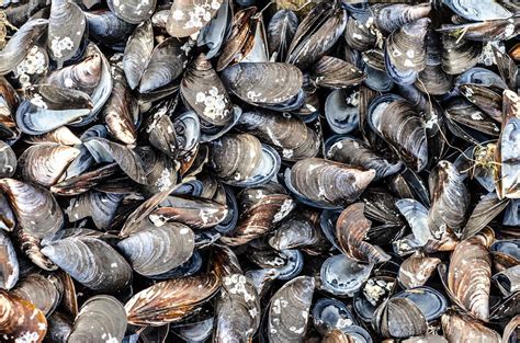 Image result for Mussel Shells Use