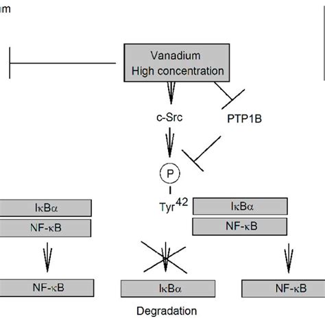 Image result for Memory Encoding and Processing