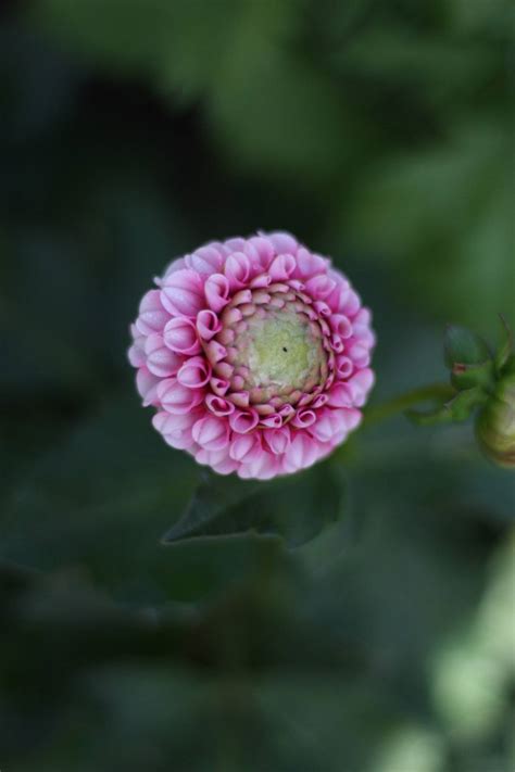 Oh!Garden - Dahlia Chick a Dee