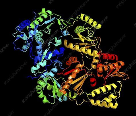 Image result for Transcriptase Inverse Function