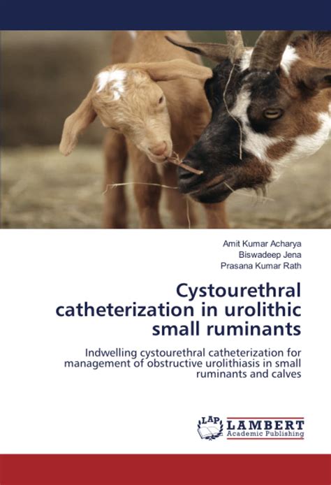 Cystourethral Catheterization In Urolithic Small Ruminants Indwelling ...