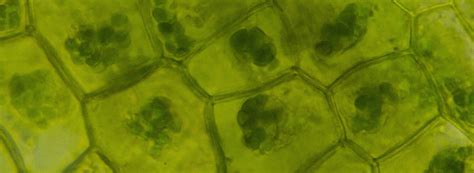 Image result for Microscope World