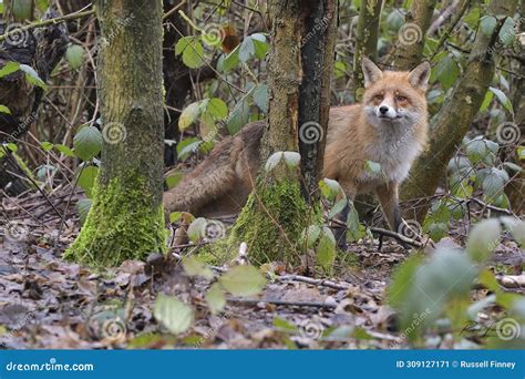 Red Fox Scientific Name: Vulpes Vulpes Stock Image - Image of branch ...