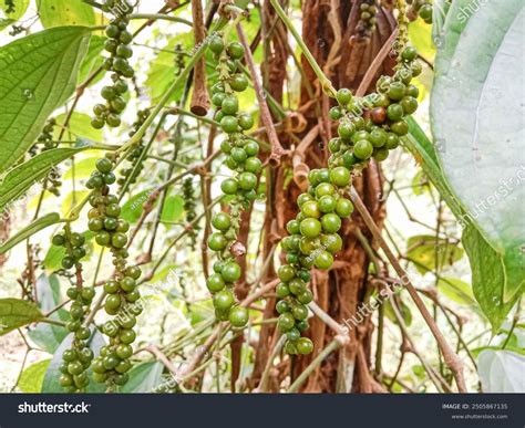 White Pepper Plant Piper Nigrum Green Stock Photo 2505867135 | Shutterstock