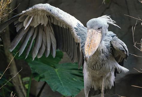 Image result for Microphone Threshold Python E Code