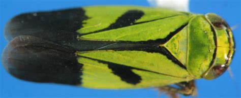 Insect Pests