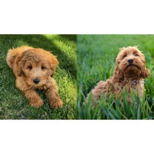 The Comparison of a Cockapoo vs Goldendoodle | Trending Breeds