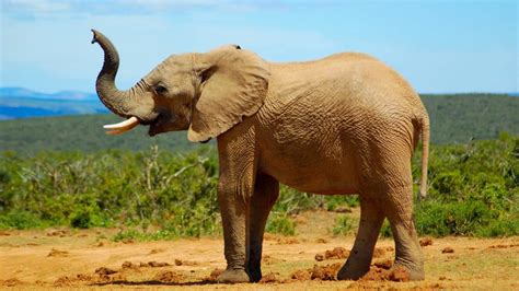 Image result for African Predators vs Predators