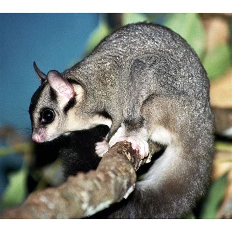 Сумчатые летяги (Petaurus) | LifeCatalog