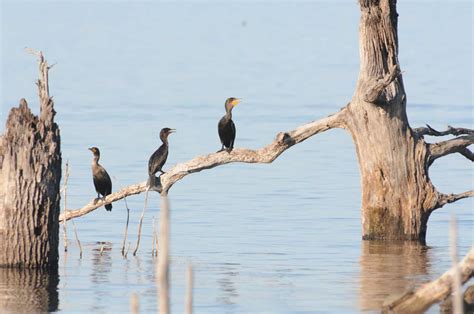 Cormorant Bird Facts - A-Z Animals