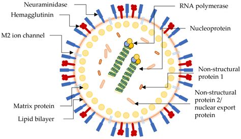 Phenolic Compounds in Salicornia spp. and Their Potential Therapeutic ...