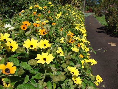 Black Eyed Susan Vine Yellow Thunbergia alata - 20 Seeds