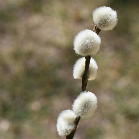 200,000+ Free Willow Trees & Weeping Willow Photos - Pixabay