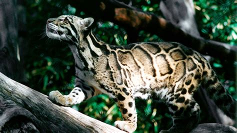 Bornean Clouded Leopard Teeth