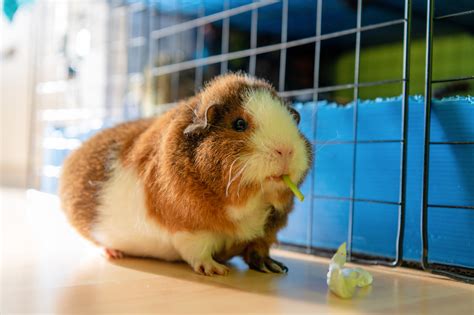 Teddy Guinea Pig (2026 Comprehensive Care Guide)