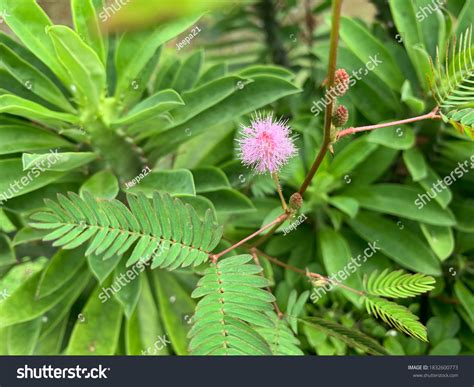Beautiful Shy Plants Mimosa Pudica Green Stock Photo (Edit Now) 1832600773