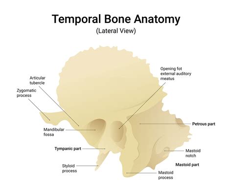 Temporal Bone Anatomy - Overseas Doctor