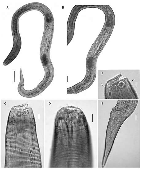 A New Species of Free-Living Nematodes (Desmodorida, Desmodoridae) in ...