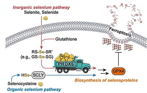 Image result for Selenium Prostate Cancer