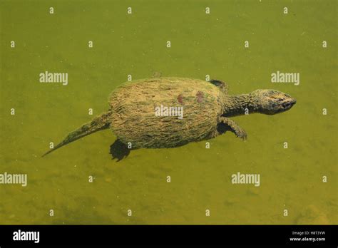 Image result for Snapping Turtle Eating