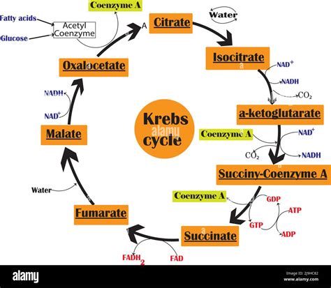 Krebs Cycle Simple Krebs Cycle Citric Acid Cycle Photos, Images And