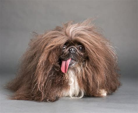 Toothless dog named Wild Thang just won World's Ugliest Dog Contest ...