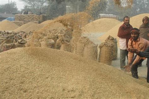 Govt Lifts Export Ban on De-Oiled Rice Bran, Industry Welcomes Move ...