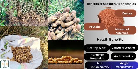 Mahcap | Nutrition and Health Benefits of Groundnuts/Peanuts