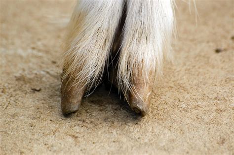 Goat Hooves