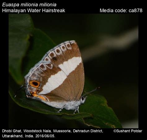 Euaspa milionia | Butterfly