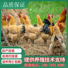 【秀山土鸡】_秀山土鸡品牌/图片/价格_秀山土鸡批发_阿里巴巴