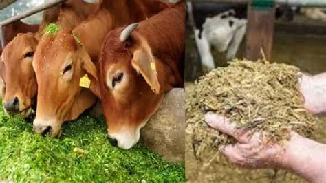 Image result for Rotting Fodder