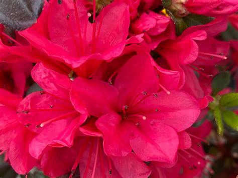 Buy Azalea 'Hino Crimson’ Red Flowering Kurume Azalea — Mr Maple │ Buy ...