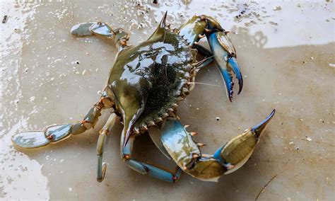 Blue Crab vs Snow Crab: What’s the Difference? - A-Z Animals