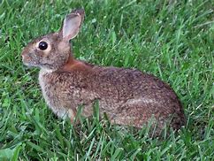 Image result for Smokey Mountain Rabbit in Spring
