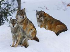 Wallpaper Wolf Pack Images by Wolfpack Wallpapers Wallpaper Cave Wallpaper Wolf Pack Images