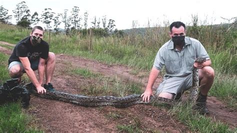 Image result for Python vs Goat