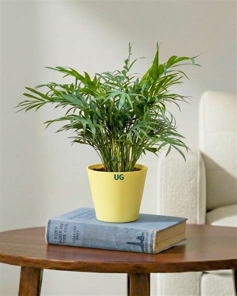 Shop Chamaedorea Elegans Palm Plant Online | Unlimited Greens ...