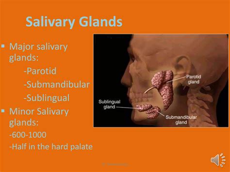 Dr Ahmed Esawy Salivary gland ultrasound | PDF