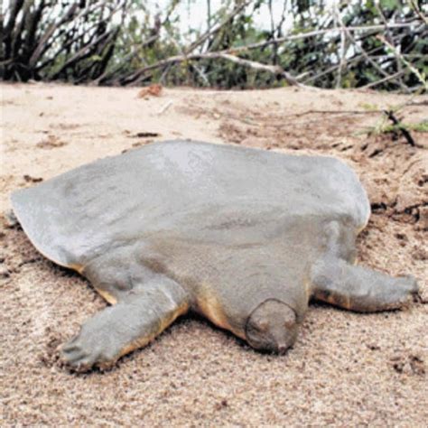 Rezultat imagine pentru Turtle without Shell