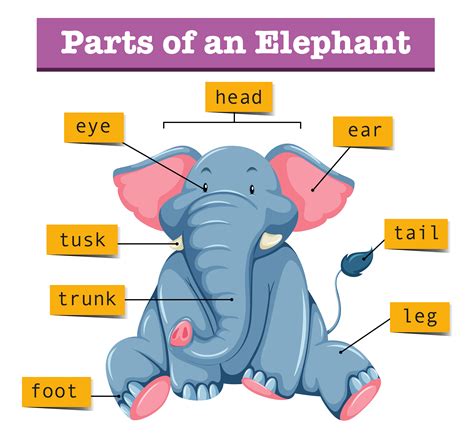 Diagram showing parts of elephant 455421 Vector Art at Vecteezy