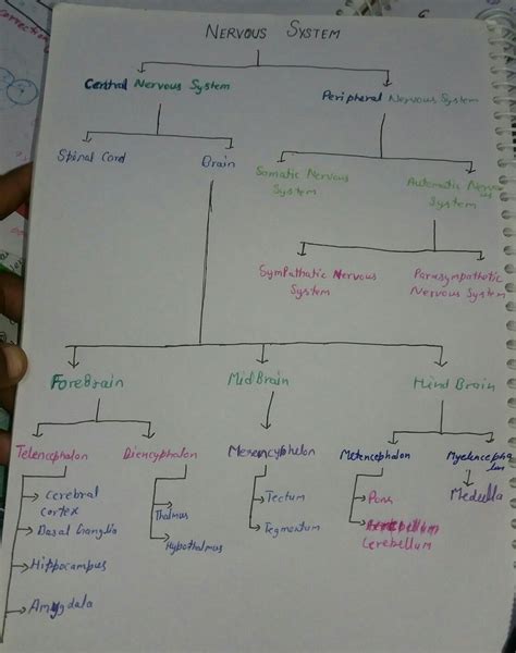 Draw a flow chart to show the classification of nervous system in to various parts? - Brainly.in