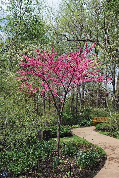 How To Care For A Weeping Redbud Tree