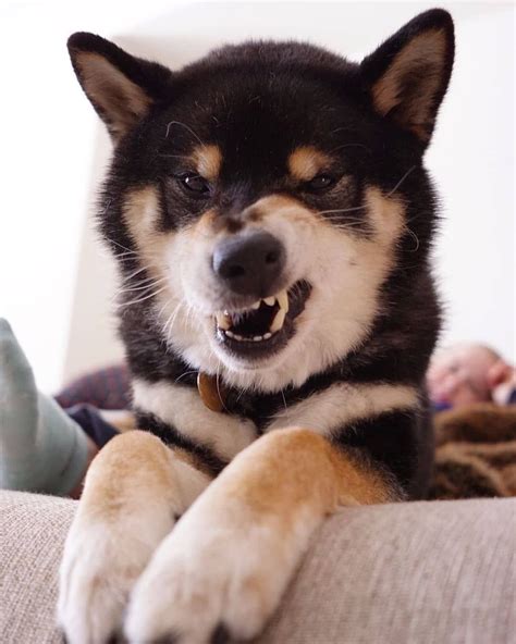 Shiba Inu Black And Tan Puppys. Shiba Funny Faces. | Shiba inu black ...
