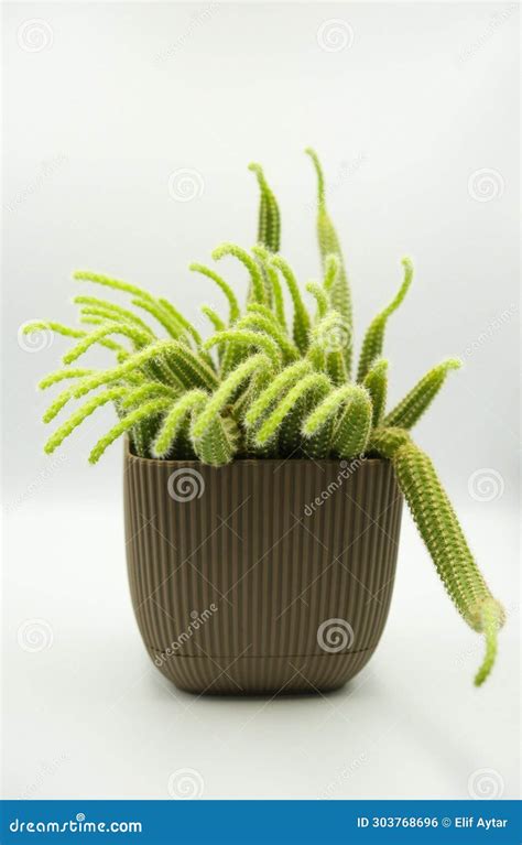 Peanut Cactus - Latin Name - Lobivia Silvestrii (Echinopsis ...